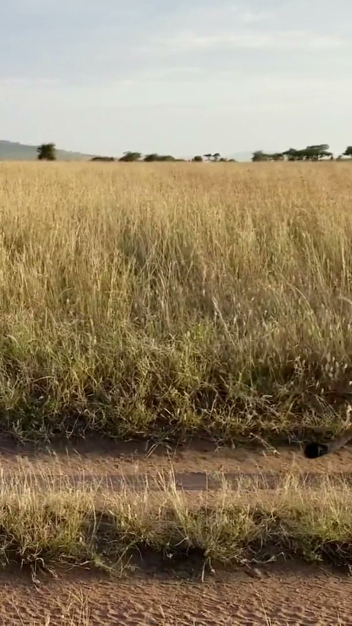 A lioness walking along a track in the Maasai Mara at golden hour