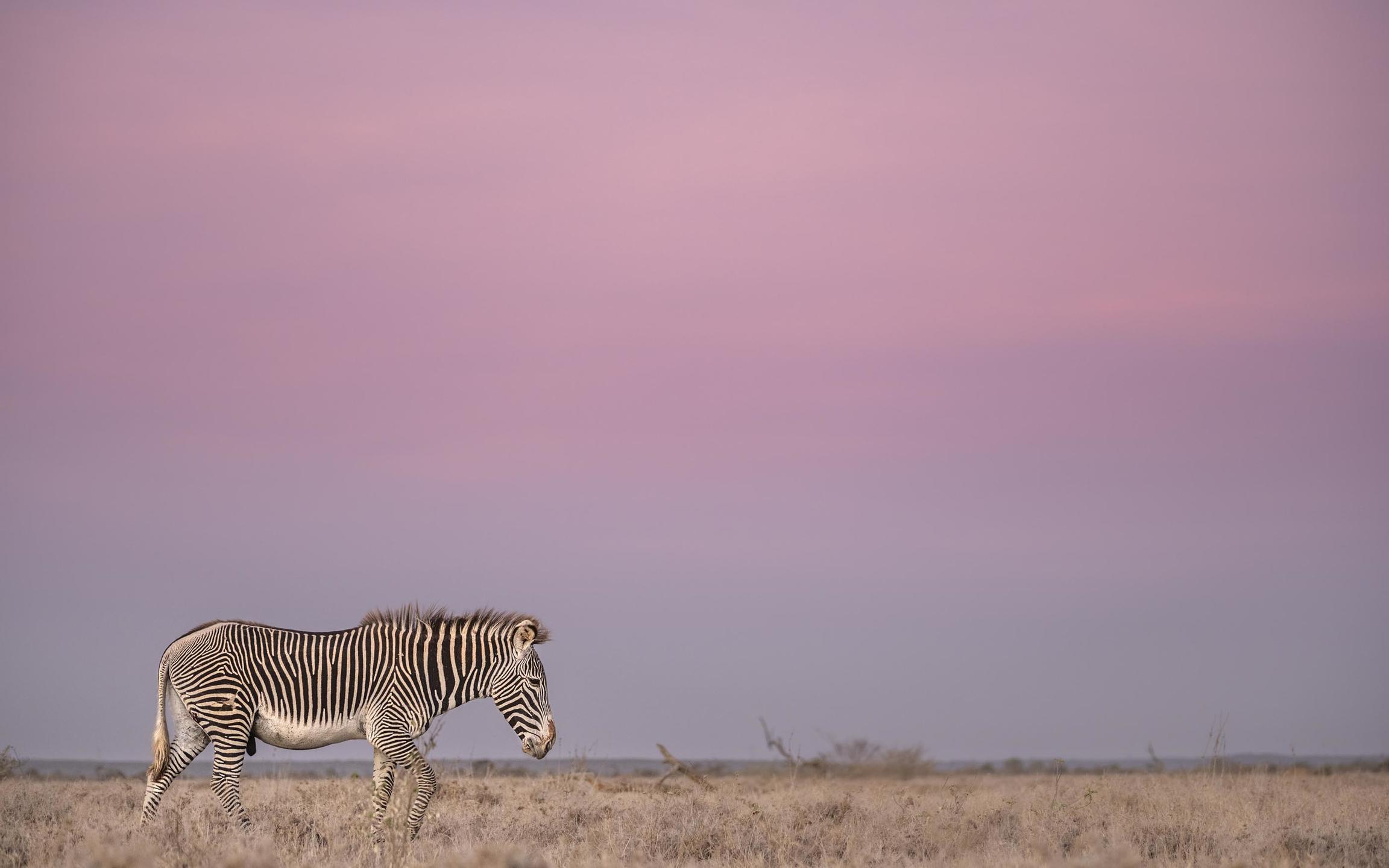 Grevy's zebra, northern Kenya